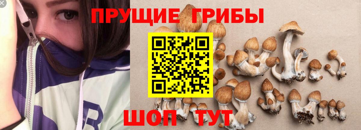 Псилоцибиновые грибы Cubensis  купить наркотики цена  Вход с VPN  Артёмовский  Псилоцибиновые грибы мухоморы 